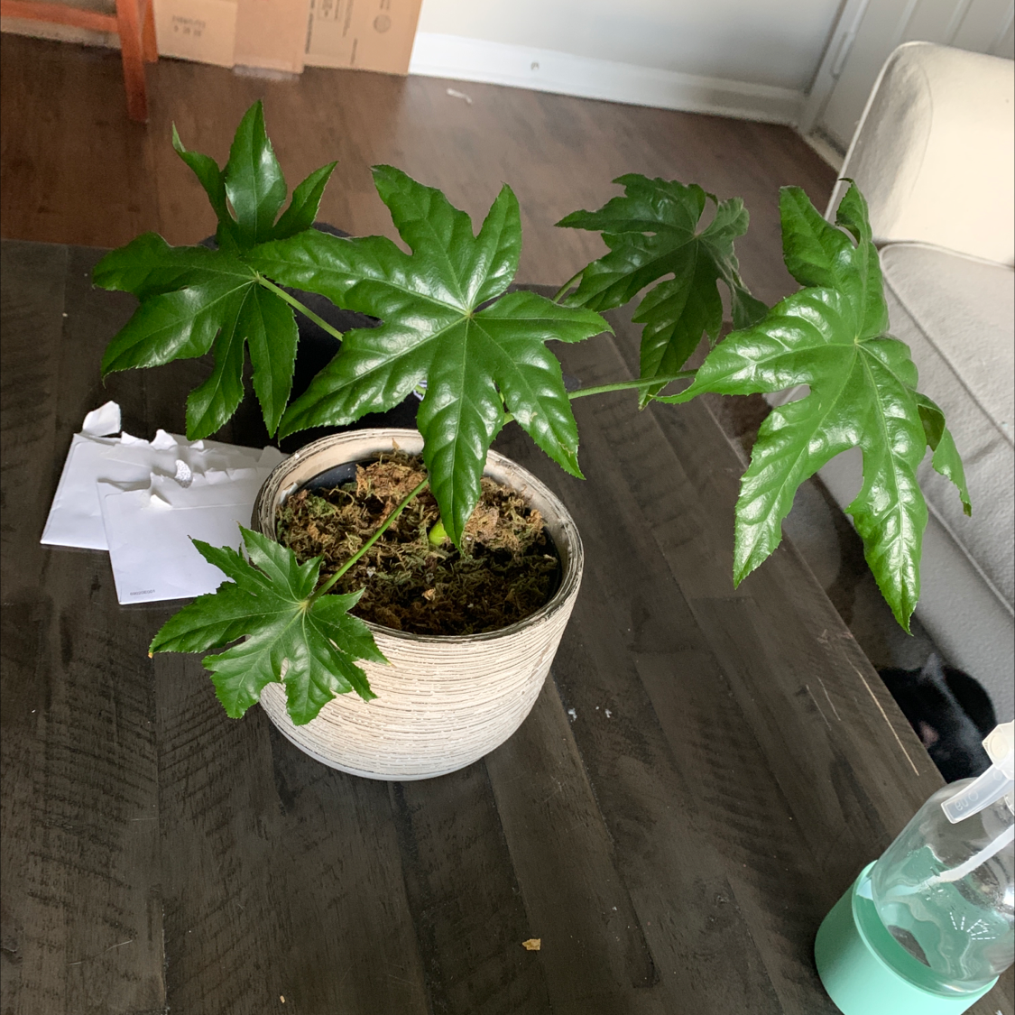 Fatsia plant in a pot on a table with large, glossy green leaves.