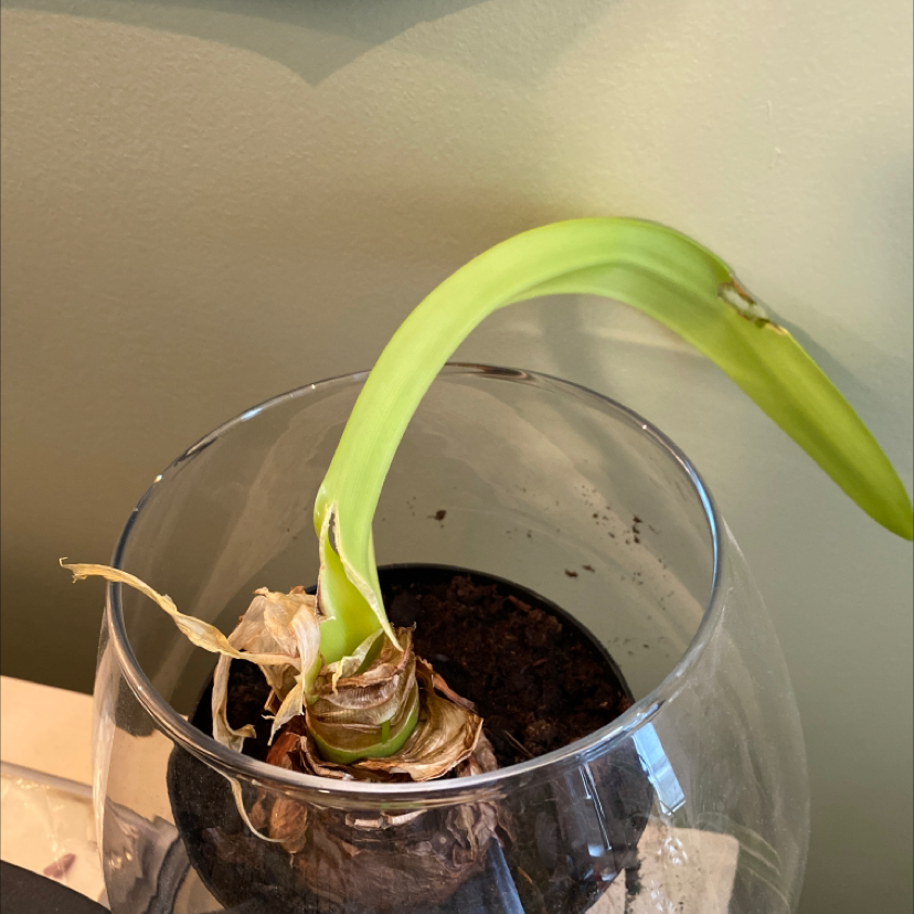 Striped-Tubed Amaryllis plant in a glass container with visible soil and a single green leaf.