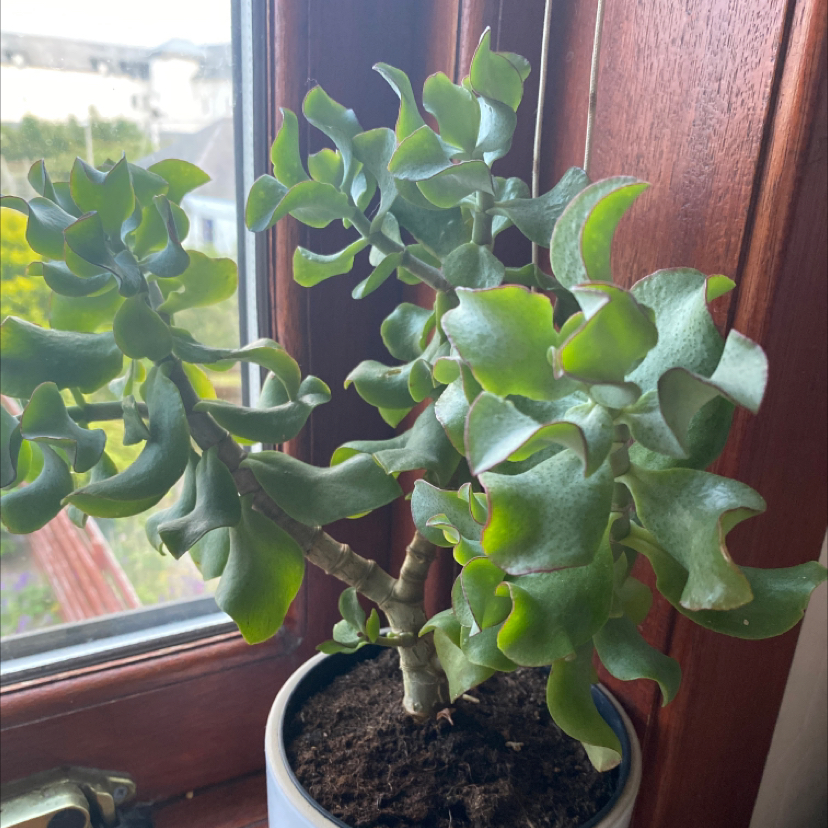 Photo of the plant species Silver Dollar Plant by @Caiti named Tree Diddy on Greg, the plant care app