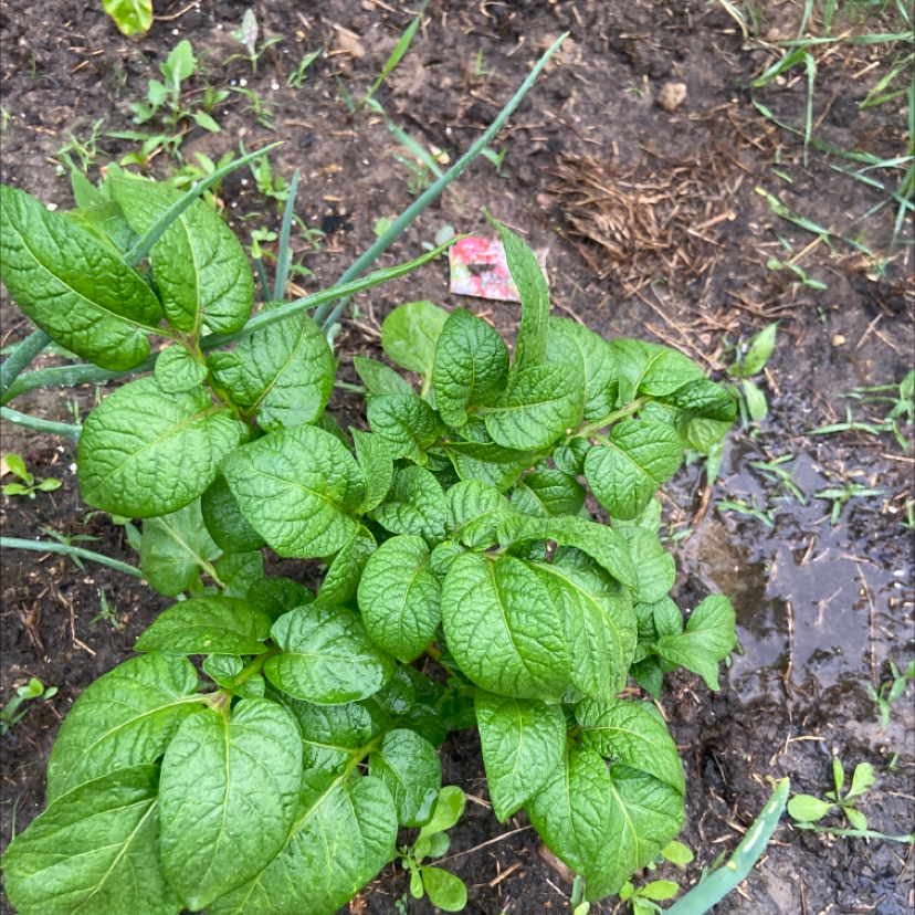 Healthy potato plant with vibrant green leaves and visible moist soil.