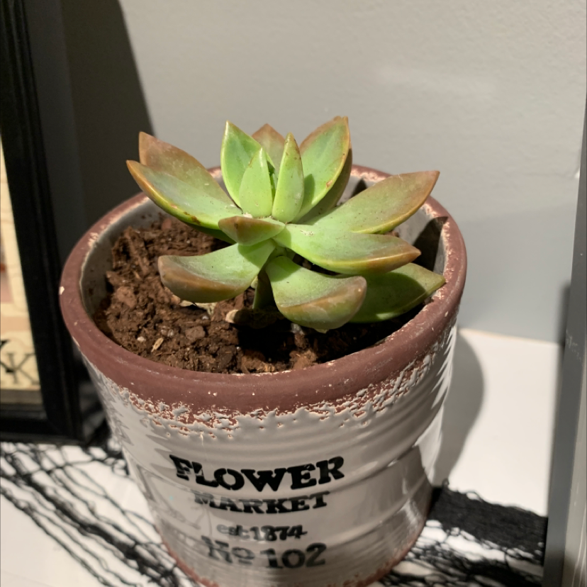 Lipstick Echeveria succulent in a pot with some browning at the leaf tips.