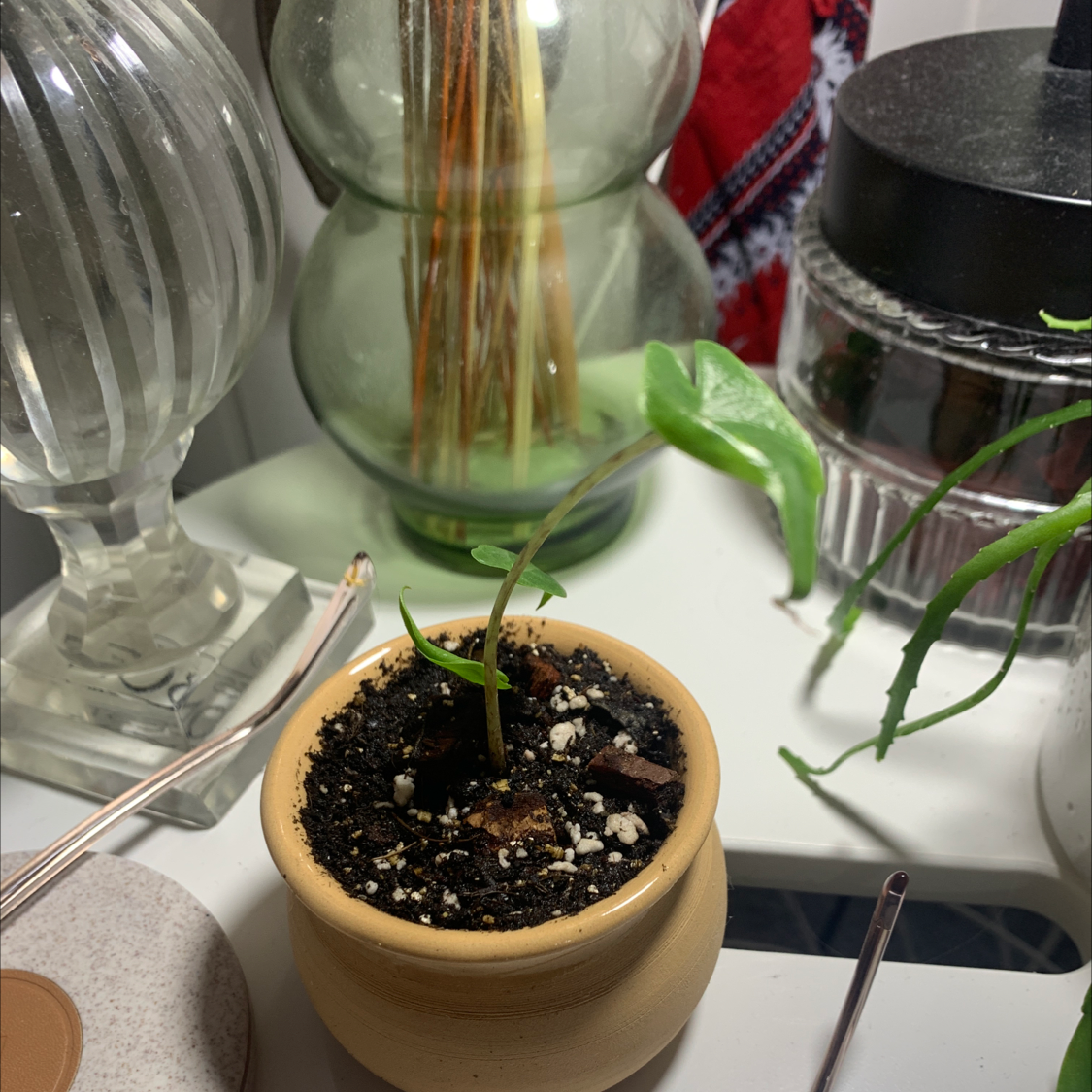 A small potted Stingray Elephant Ear plant with healthy green leaves and visible soil.