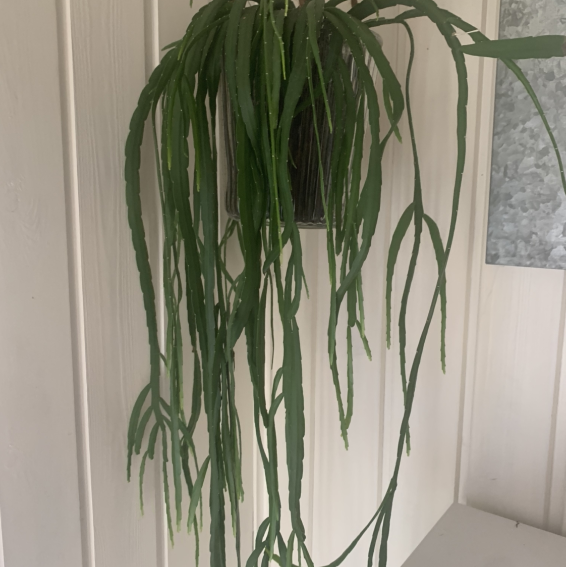 Photo of the plant species Pfeiffera boliviana by @tenutski named Plato on Greg, the plant care app