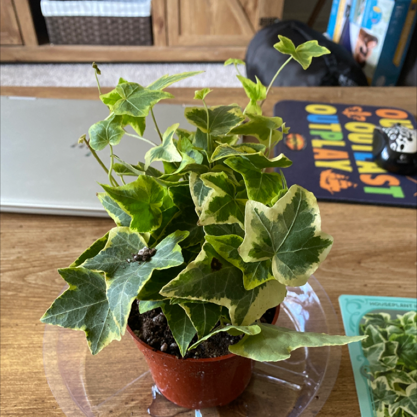 Potted English Ivy 'Goldchild' with variegated leaves, healthy and well-framed.