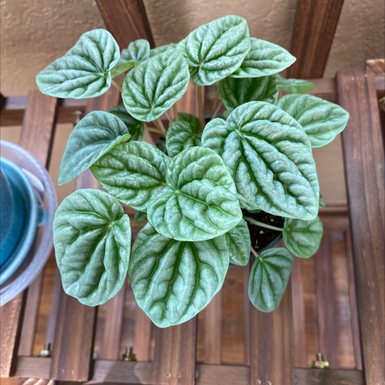Healthy Silver Ripple Peperomia plant with vibrant green leaves.