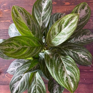 Chinese Evergreen plant in Spring Arbor, Michigan