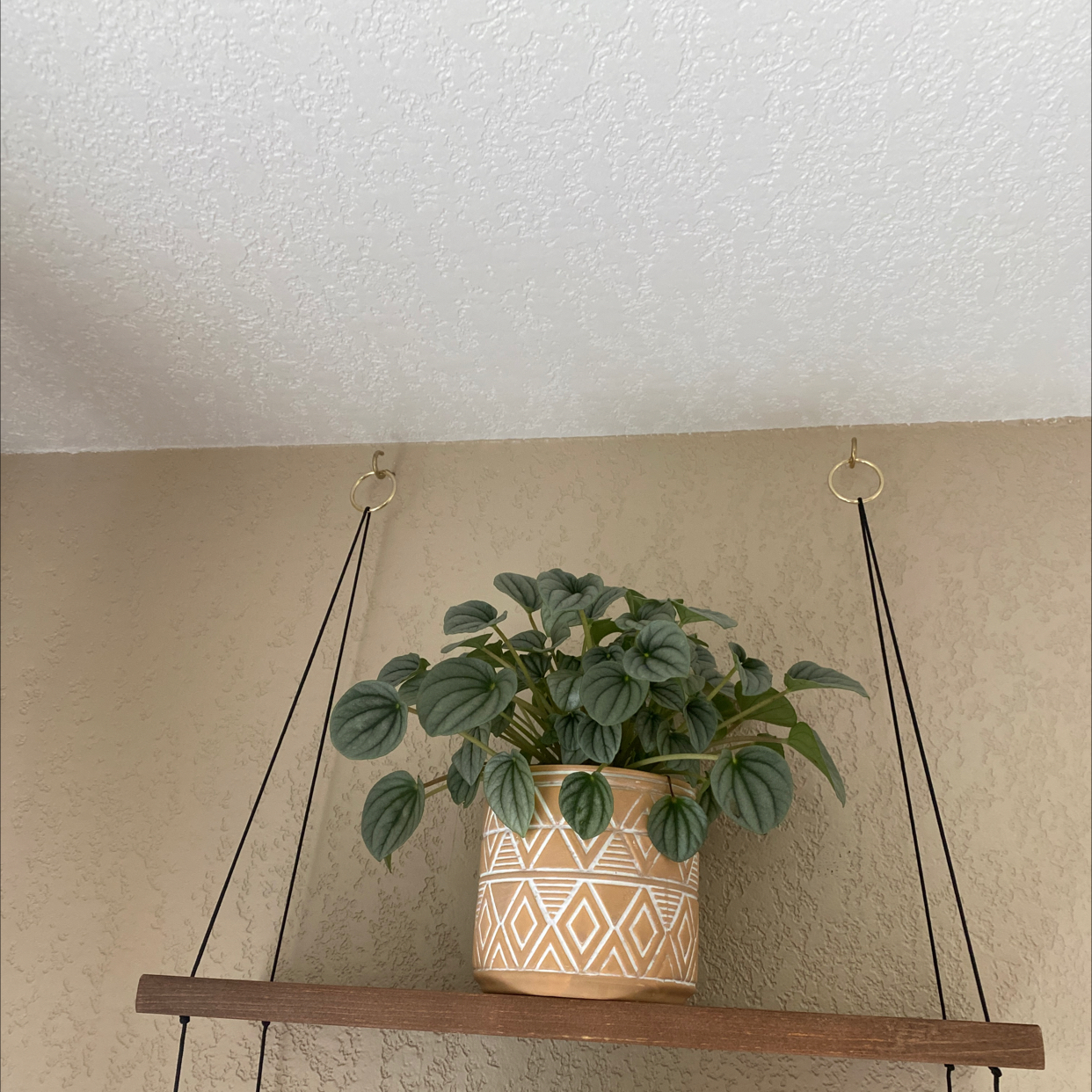 Silver Frost Peperomia plant in a decorative pot on a hanging shelf.