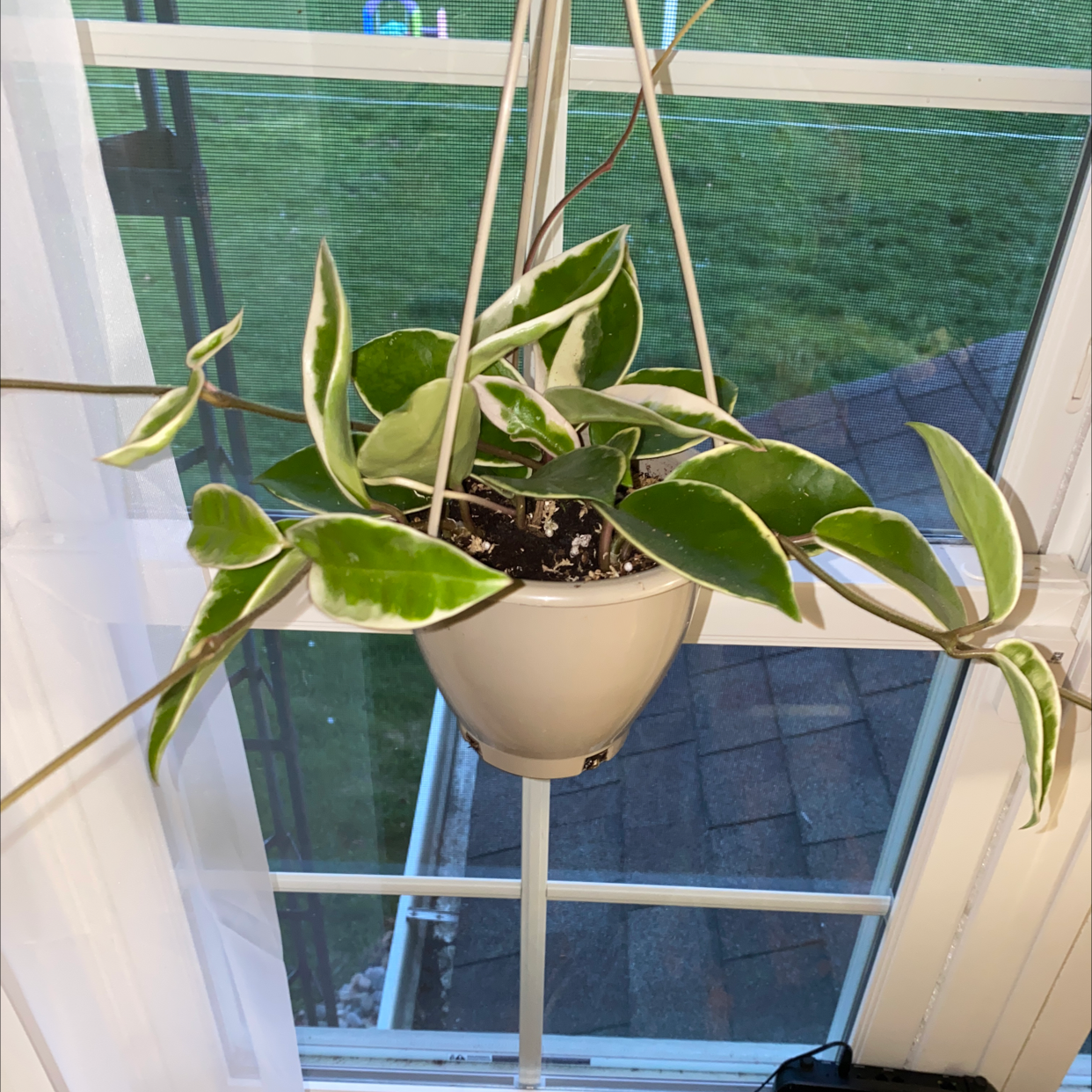 Hoya Krimson Queen plant in a hanging pot with green and white-edged leaves.