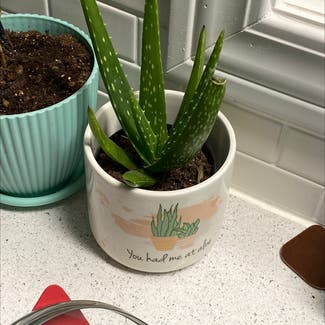 Aloe Vera plant in Spring Arbor, Michigan