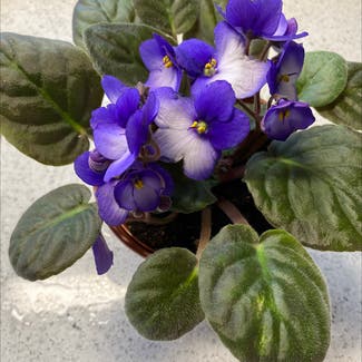 African Violet plant in Spring Arbor, Michigan