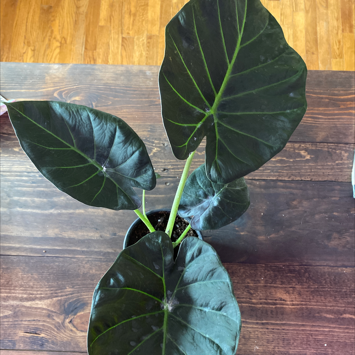 Photo of the plant species Hardy Elephant Ears by @MeaganMarie named Hemingway on Greg, the plant care app