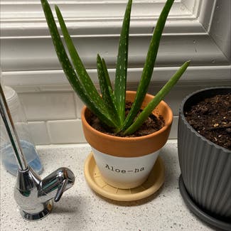 Aloe Vera plant in Spring Arbor, Michigan
