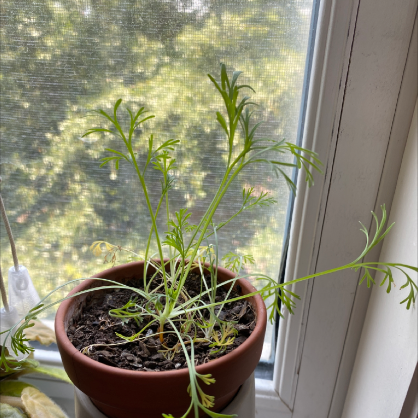 Potted California Poppy plant with green leaves on a windowsill.