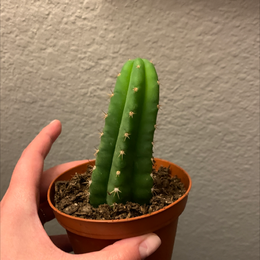 Light Requirements For Your Hedge Cactus