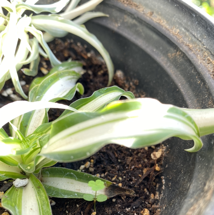 Spider Plant plant photo by @Trinabeana named Snakey on Greg, the plant care app.