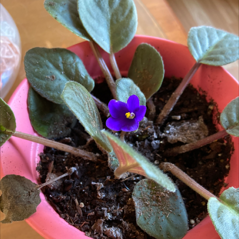 Kenyan Violet plant in a pink pot with a single purple flower and visible soil.
