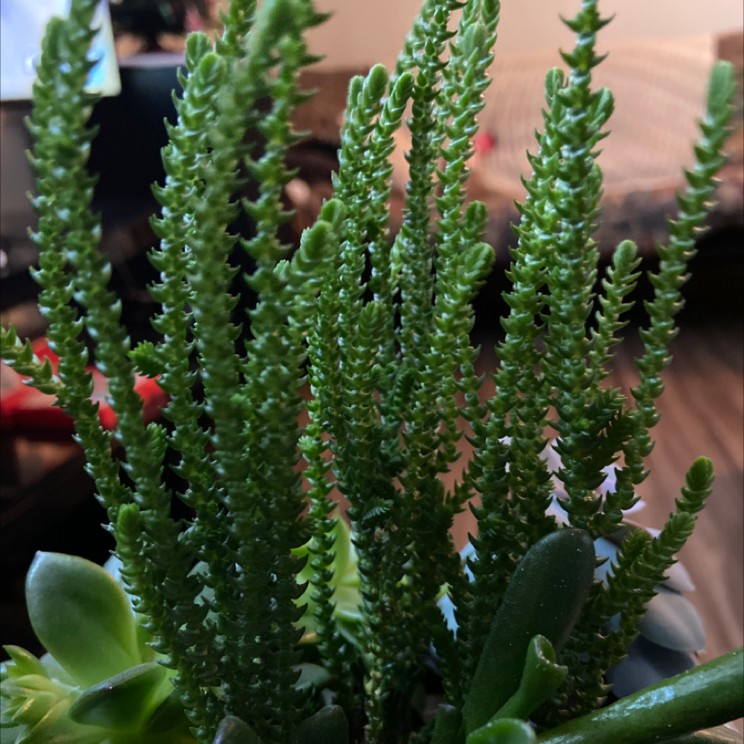 Healthy Mossy Stonecrop plant with upright, densely packed green stems.