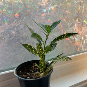 Gold Dust Croton plant photo by Sophia named Daisy on Greg, the plant care app.