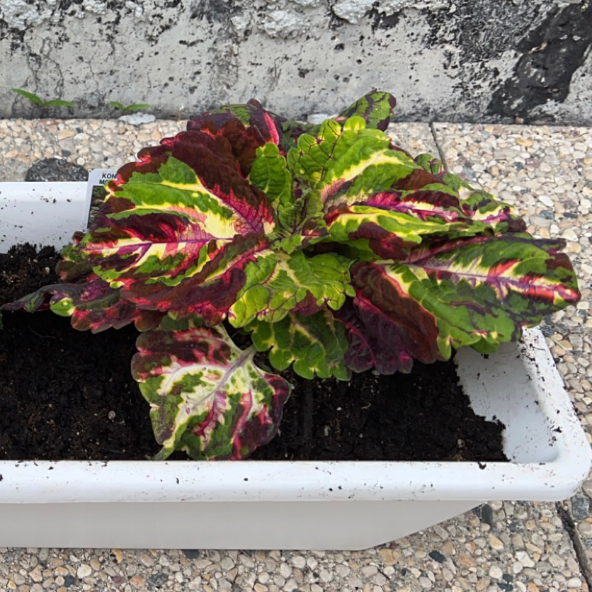 Healthy variegated Coleus plant with vibrant red and green leaves growing in a white planter on gravel.