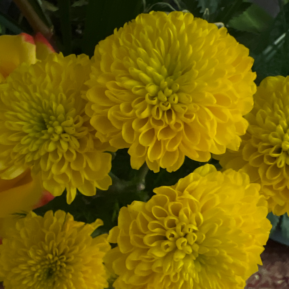 Vibrant yellow African Marigold flowers in full bloom.