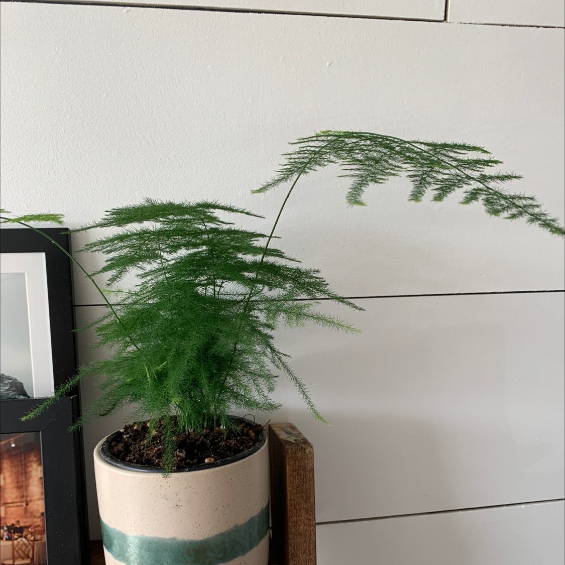 Healthy Asparagus Fern plant with lush green foliage in a white ceramic pot, soil visible, well-framed indoor image.