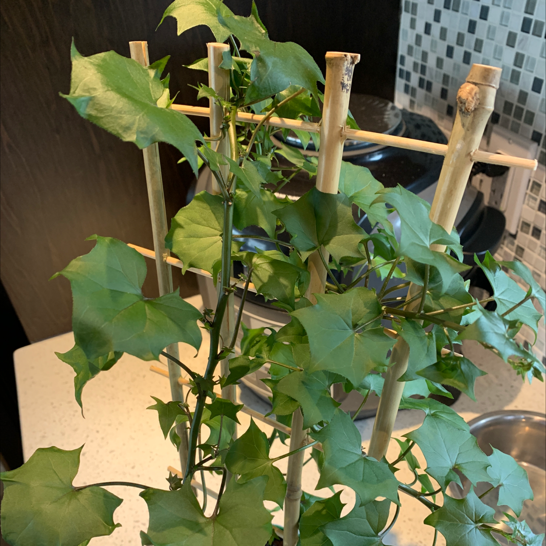 Cape Ivy plant supported by a bamboo trellis with healthy green leaves.