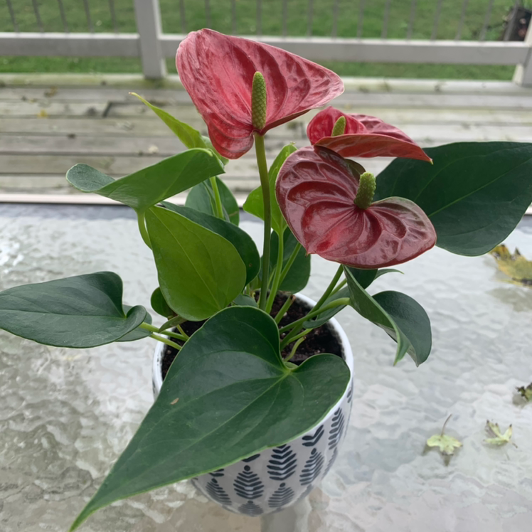 Healthy Anthurium Painter's Palette plant with large glossy red and deep green heart-shaped leaves in a decorative pot.