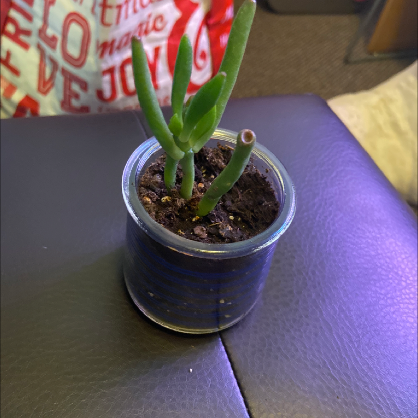Pencil Cactus in a glass container with visible soil, healthy appearance.