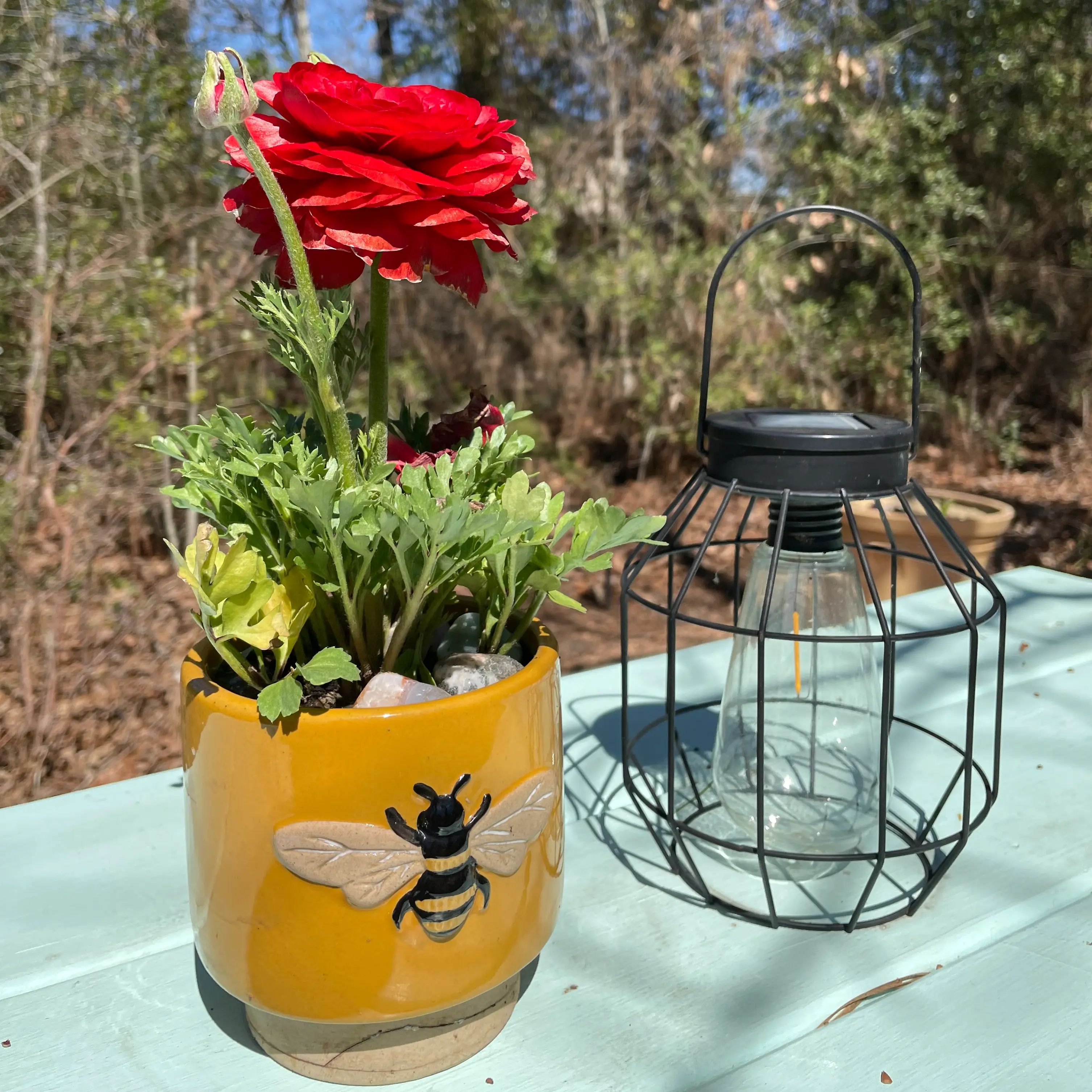 Garden Ranuncula plant in a yellow pot with a bee design, featuring vibrant red flowers.