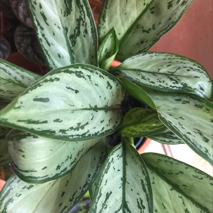 Photo of the plant species Chinese Evergreen by @Vinxy2 named Aglaonema silver bay on Greg, the plant care app