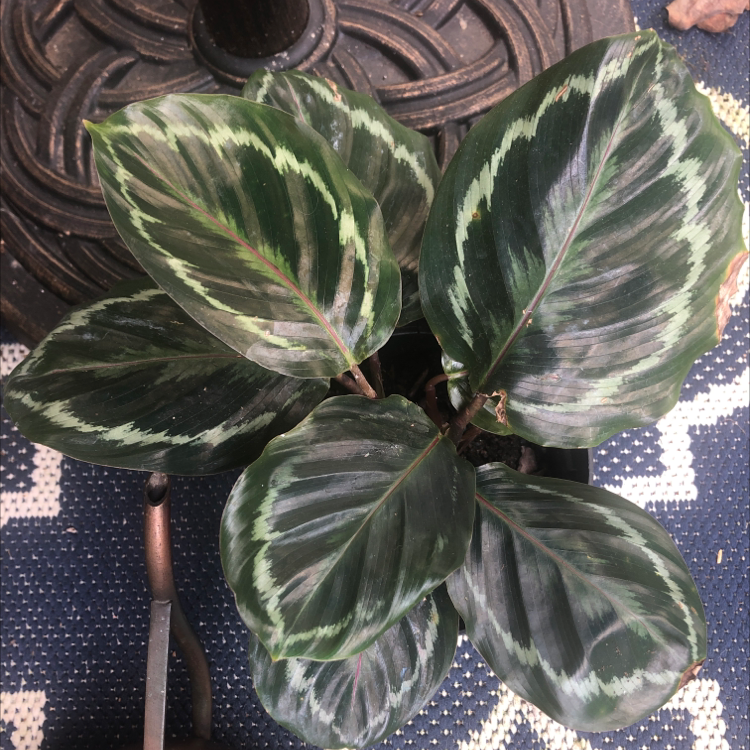 Calathea 'Medallion' plant with dark green leaves and light green patterns.