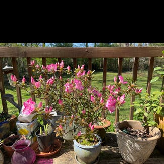 Pink Azalea Bonsai plant in Atlanta, Georgia