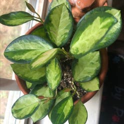 Hoya 'Lisa' plant