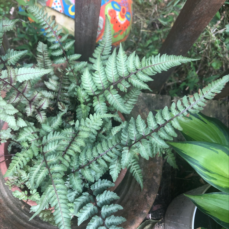 Red japanese fern