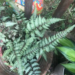 Japanese Painted Fern plant