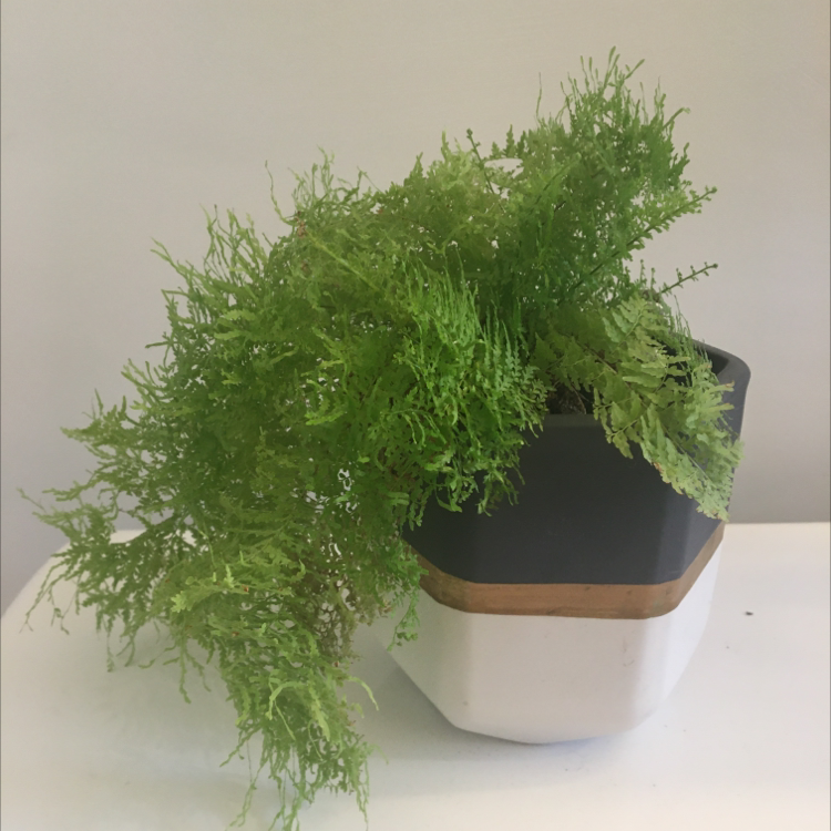 Light Requirements For Your Maidenhair Fern