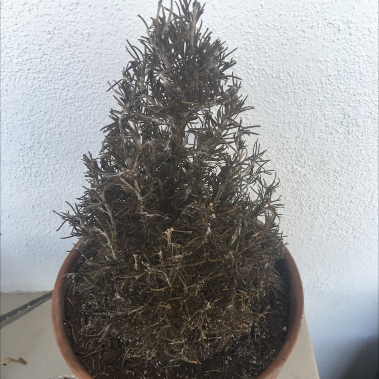 Propagating My Rosemary: Step-by-step Guide