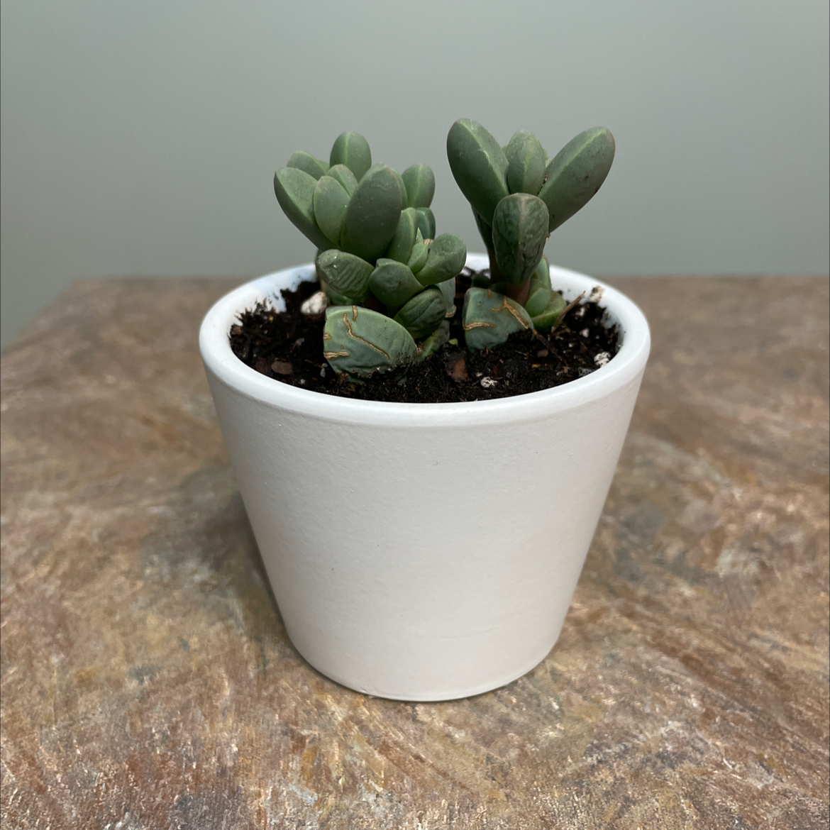 Healthy Beads Lampranthus plant in a white pot with visible soil.