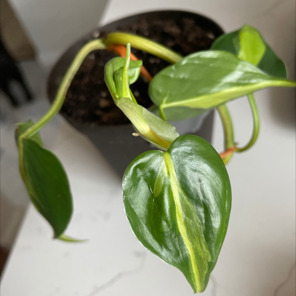 Brazil Philodendron plant with healthy green leaves and yellow variegation in a pot with visible soil.