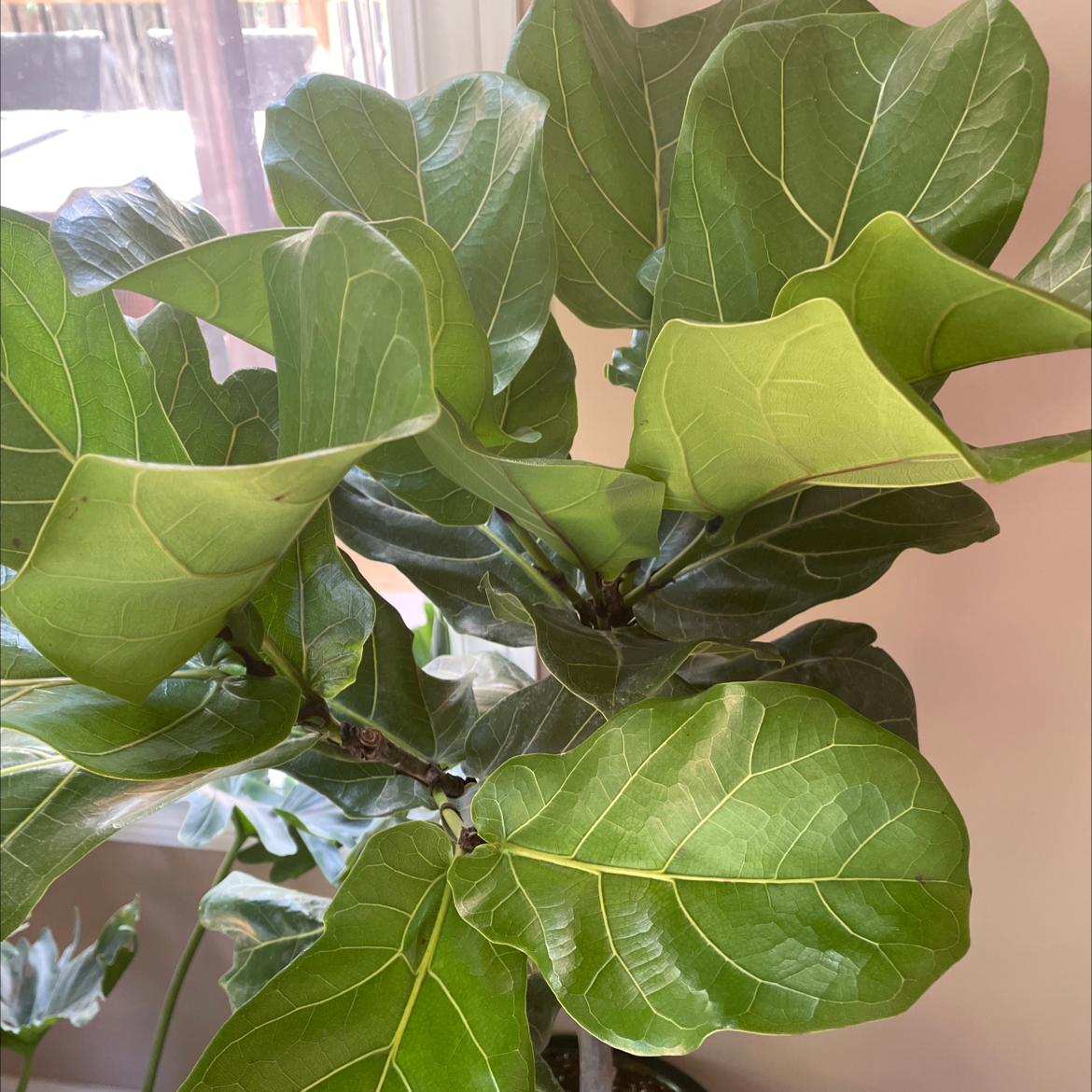 Fiddle Leaf Fig plant photo by Rossella named Gertrude on Greg, the plant care app.