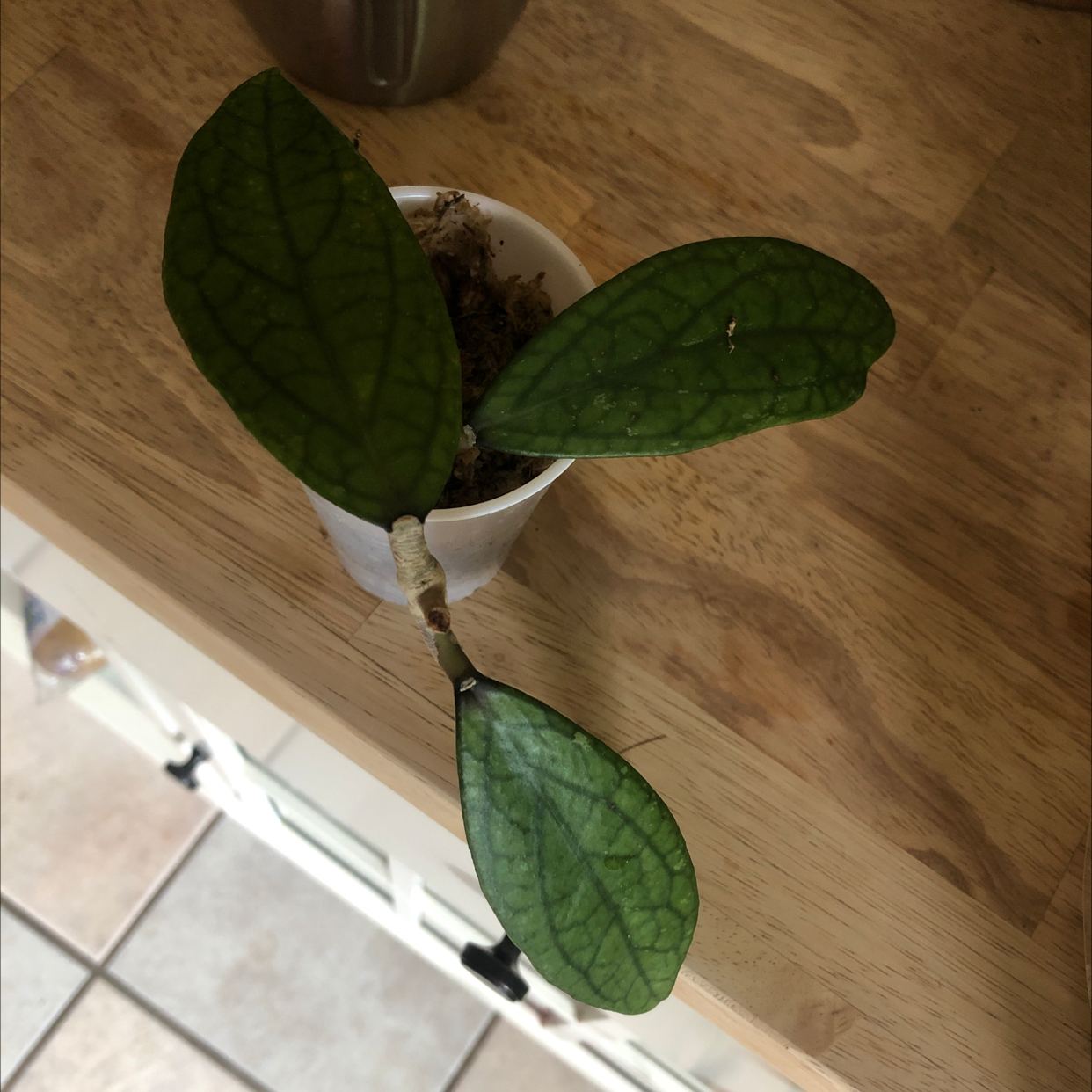 Hoya finlaysonii plant with three healthy leaves in a white pot on a wooden surface.