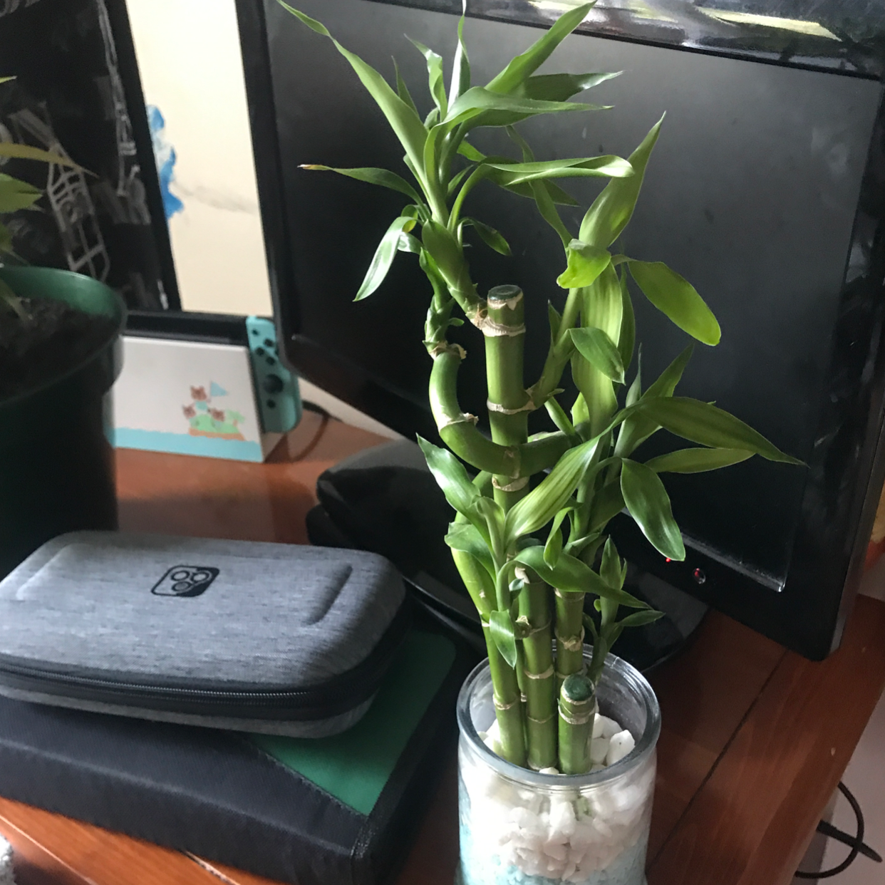 Lucky Bamboo plant photo by Haylie named keanu leaves on Greg, the plant care app.