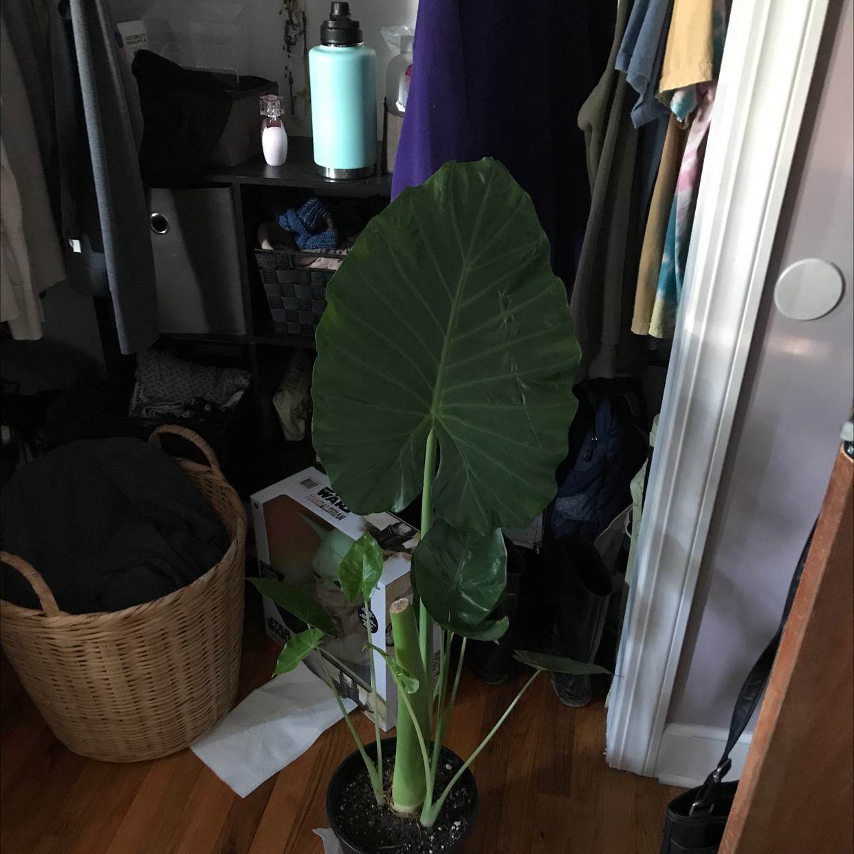 Indoor Giant Taro plant with large green leaves, placed on a wooden floor.