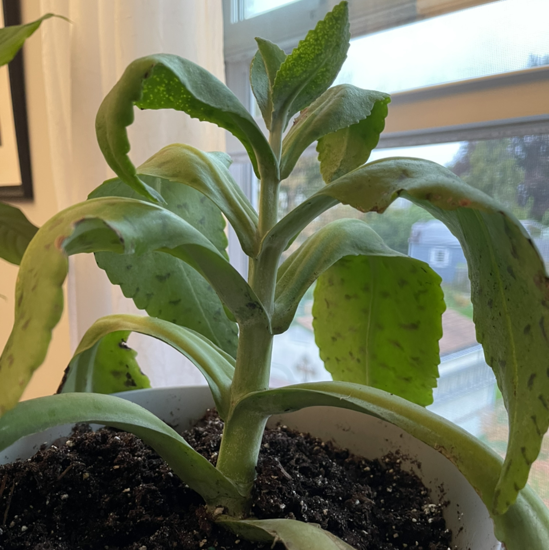 Donkey Ears plant with thick, fleshy leaves and some brown spots in a pot with visible soil.