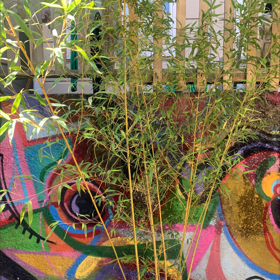 Monk's Belly Bamboo plant with thin green leaves and some yellowing, set against a colorful mural.