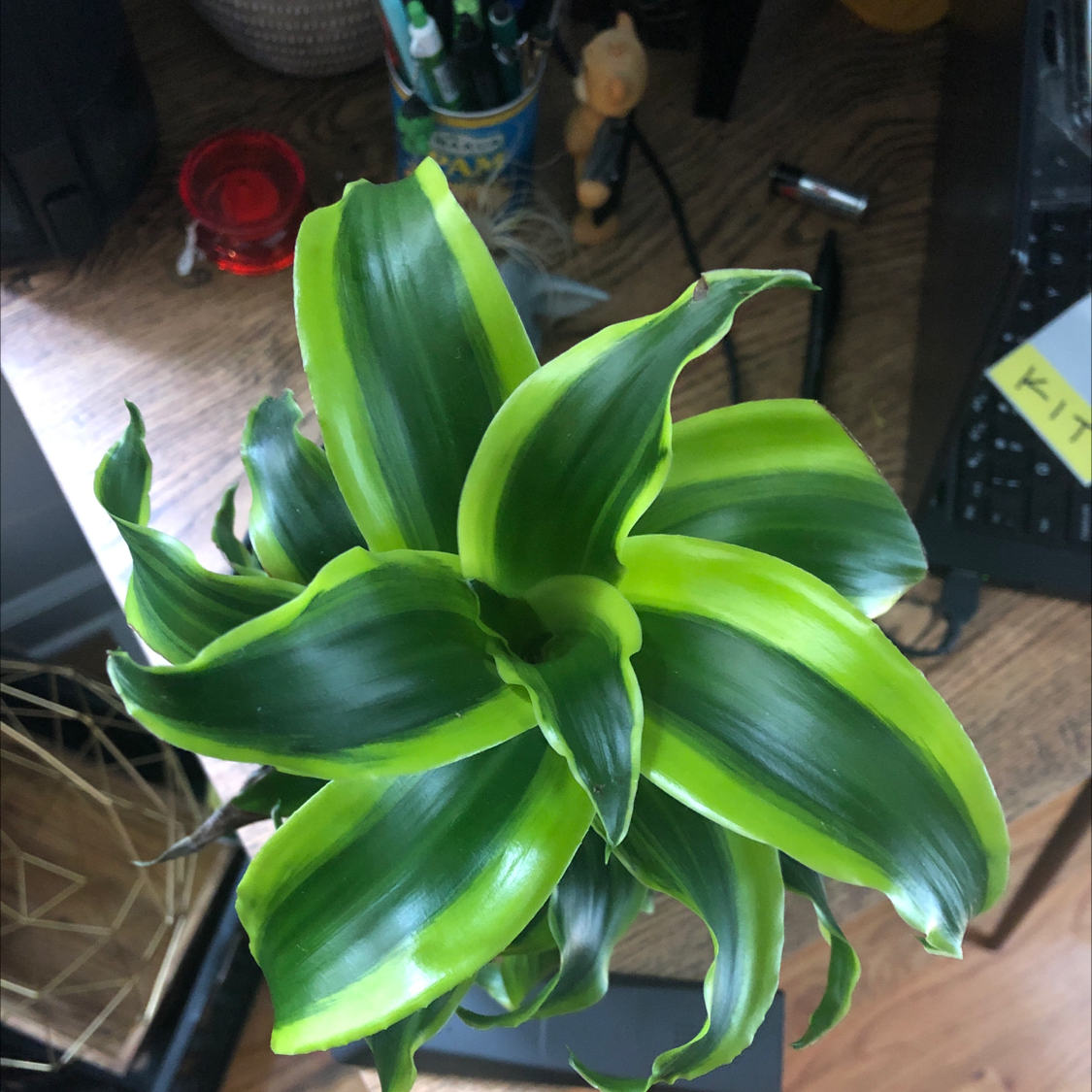 Dracaena Dorado plant with vibrant green leaves and yellow edges, appears healthy.