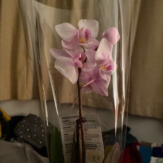Phalaenopsis orchid plant in Hereford, England
