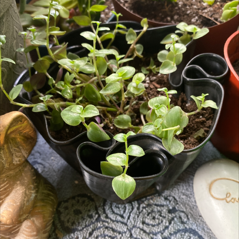 Potted Creeping Inch Plant with small green leaves on thin trailing stems, appears healthy in visible soil.