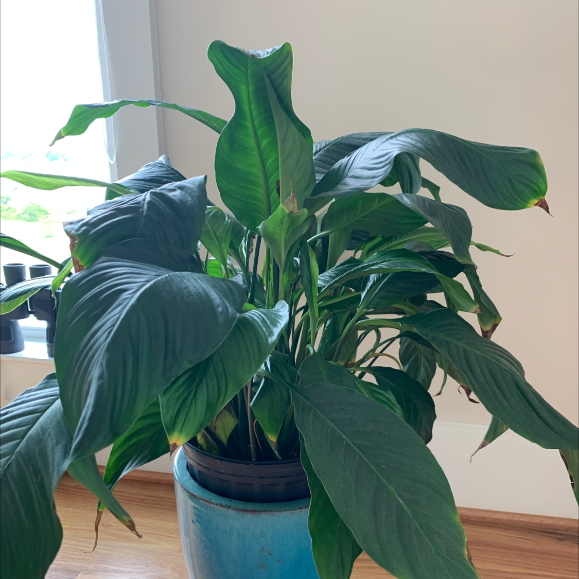 Peace Lily plant photo by @GoingCoastal named Jerry Garcia on Greg, the plant care app.