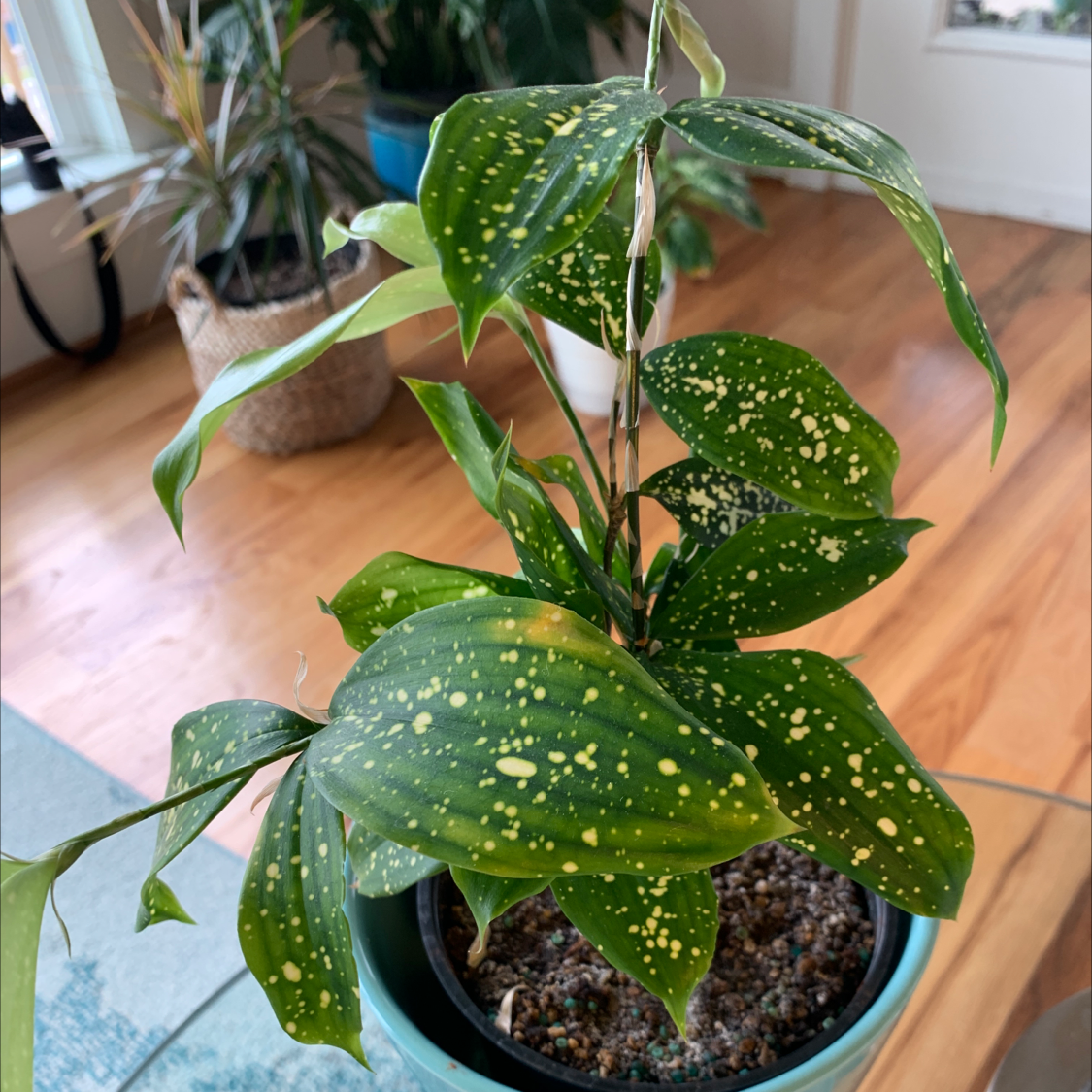 Gold Dust Dracaena plant photo by @GoingCoastal named Dottie on Greg, the plant care app.